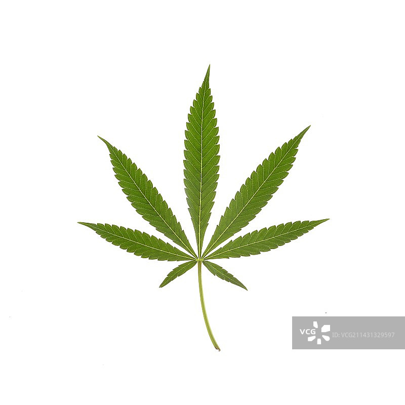 大麻叶图片素材