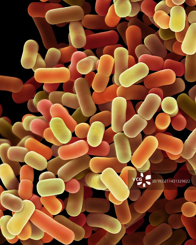 植物乳杆菌细菌扫描电镜图图片素材