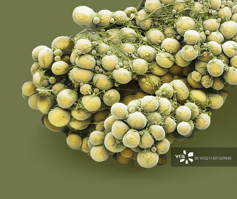 脂肪细胞，扫描电镜图片素材