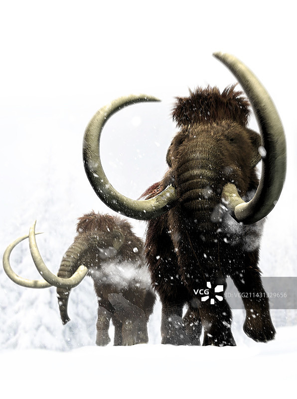长毛猛犸象插图图片素材