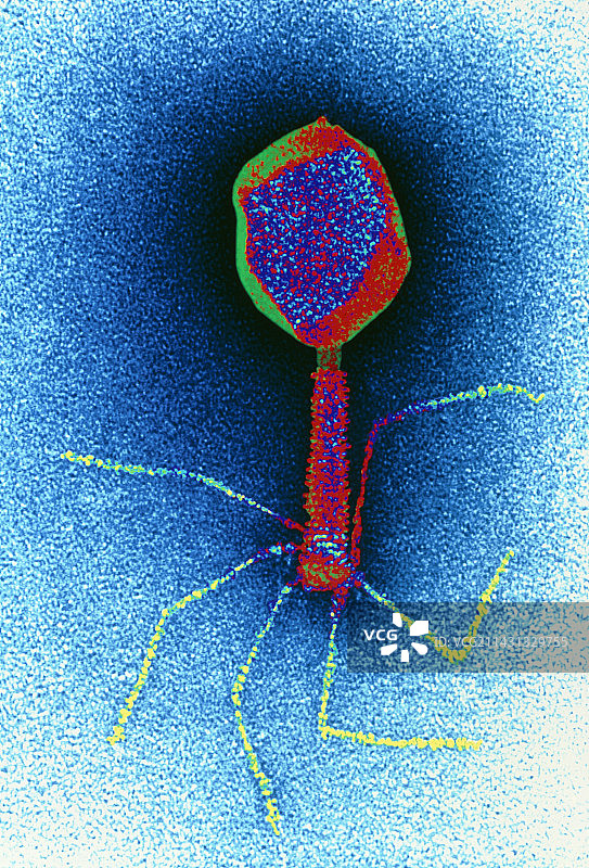 大肠杆菌噬菌体的彩色透射电镜图图片素材