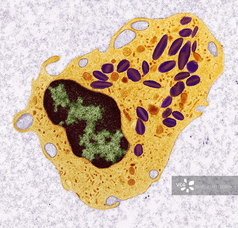 白细胞透射电镜图图片素材