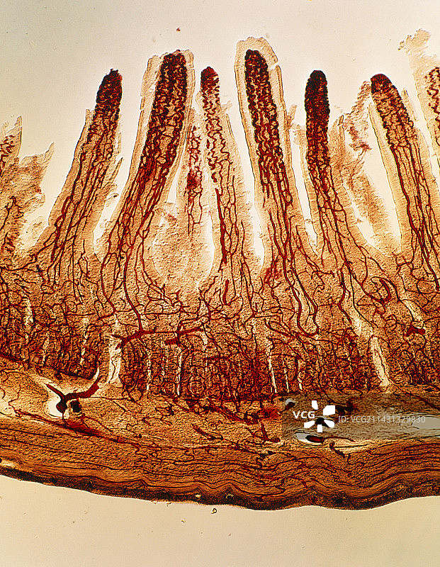 小肠绒毛血管的显微镜图像图片素材