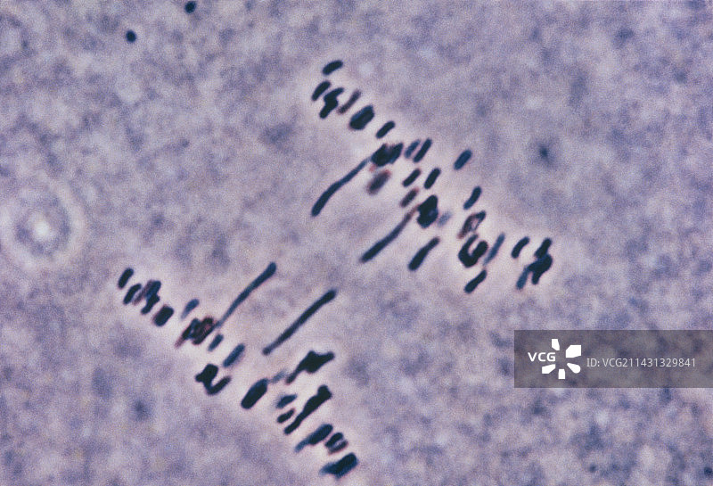 细胞有丝分裂末期的光学显微镜图像图片素材