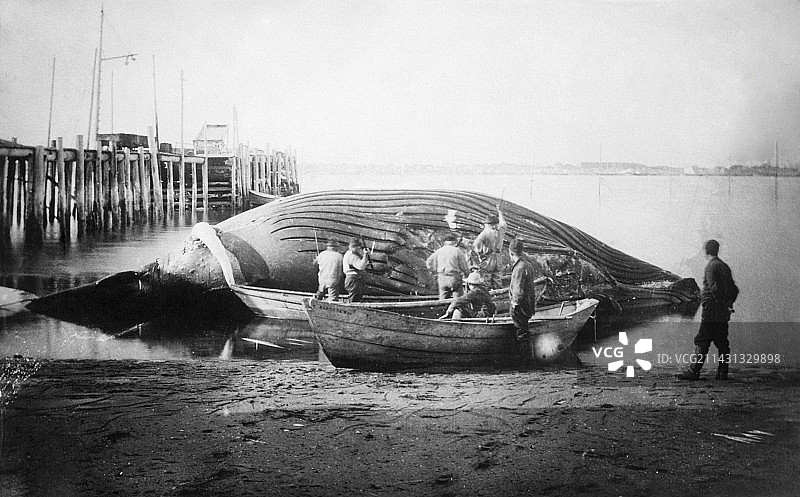 20世纪初切割鲸鱼图片素材