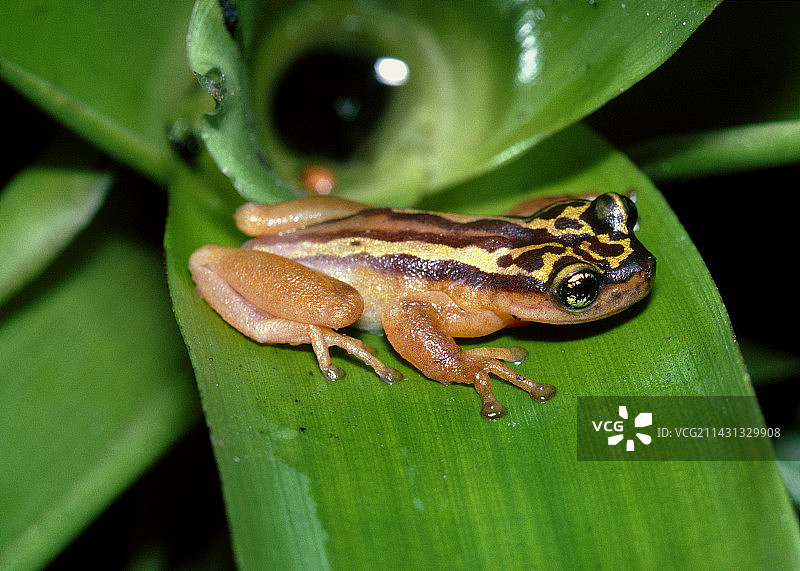 金色树蛙图片素材