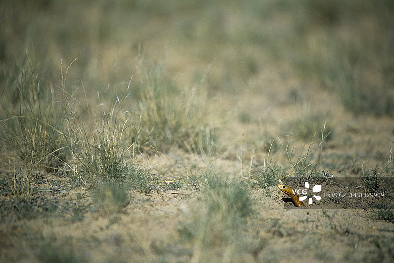 好望角眼镜蛇图片素材