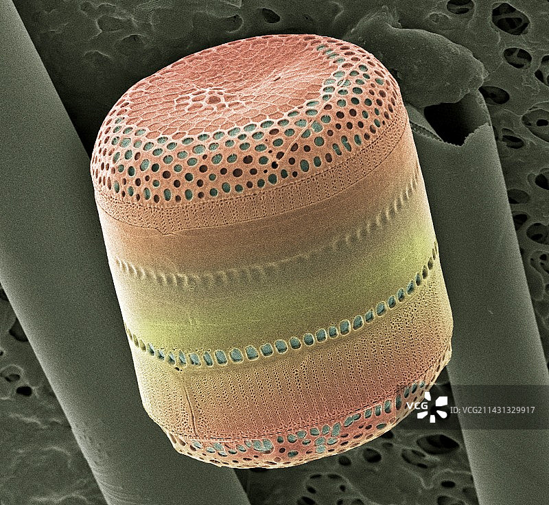 硅藻,扫描电镜图片素材