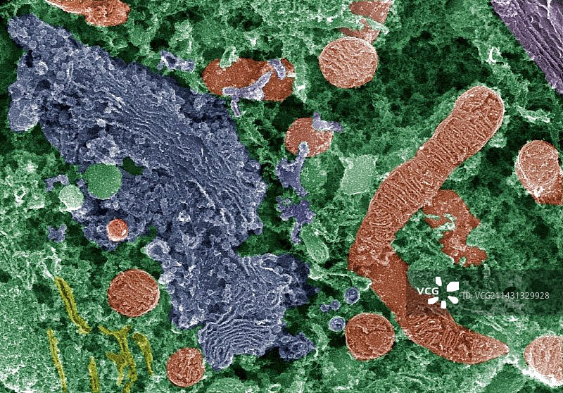 细胞器(扫描电镜图)图片素材