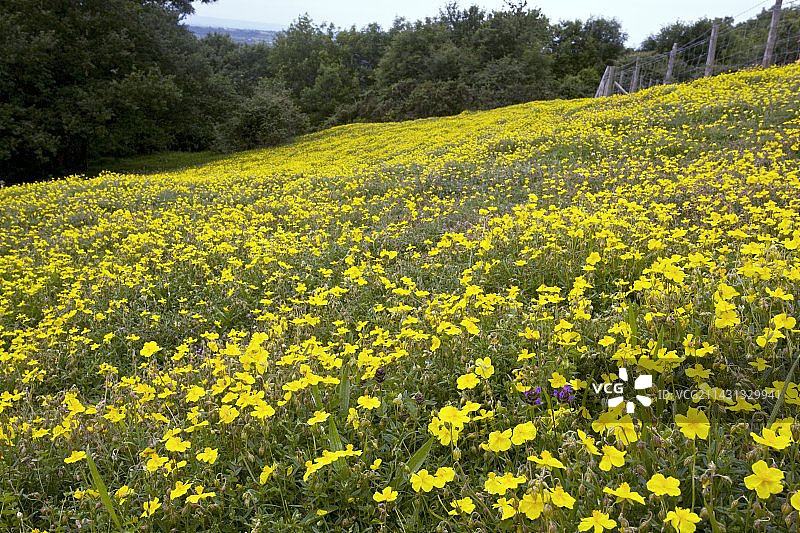 金钱岩蔷薇花图片素材