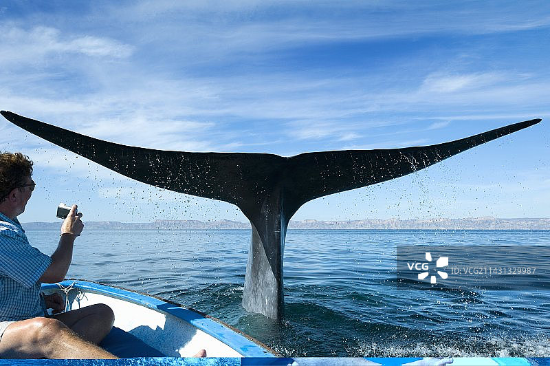 墨西哥观鲸图片素材
