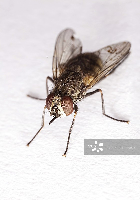 厩螫蝇图片素材