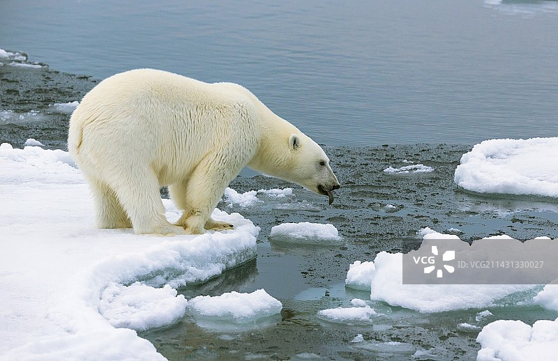 北极熊站在浮冰上图片素材
