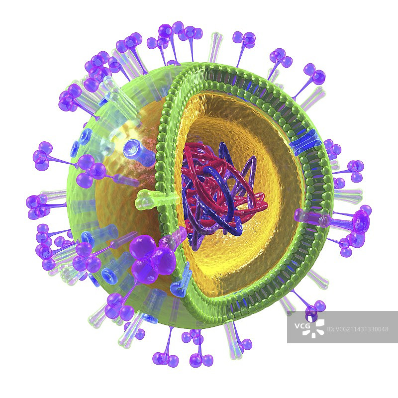 流感病毒结构艺术图图片素材