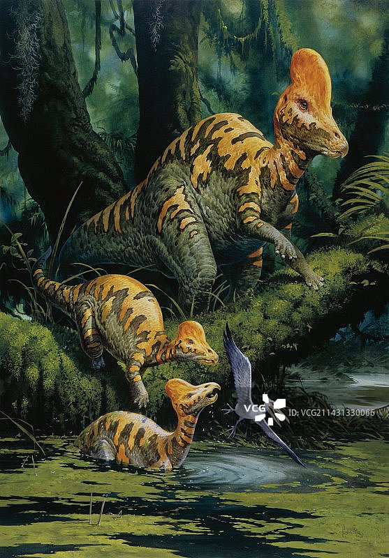 冠龙，插图图片素材