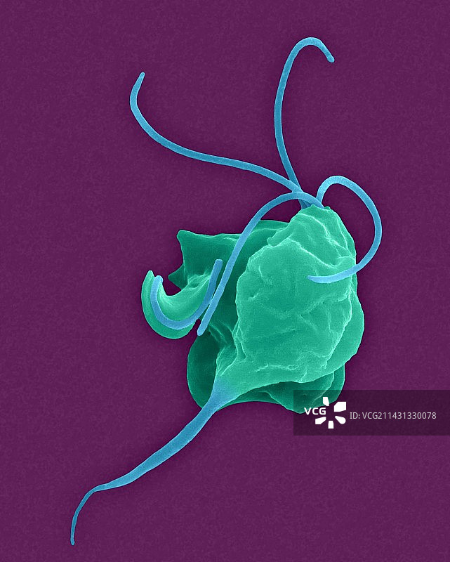 阴道毛滴虫寄生性原虫（扫描电镜）图片素材