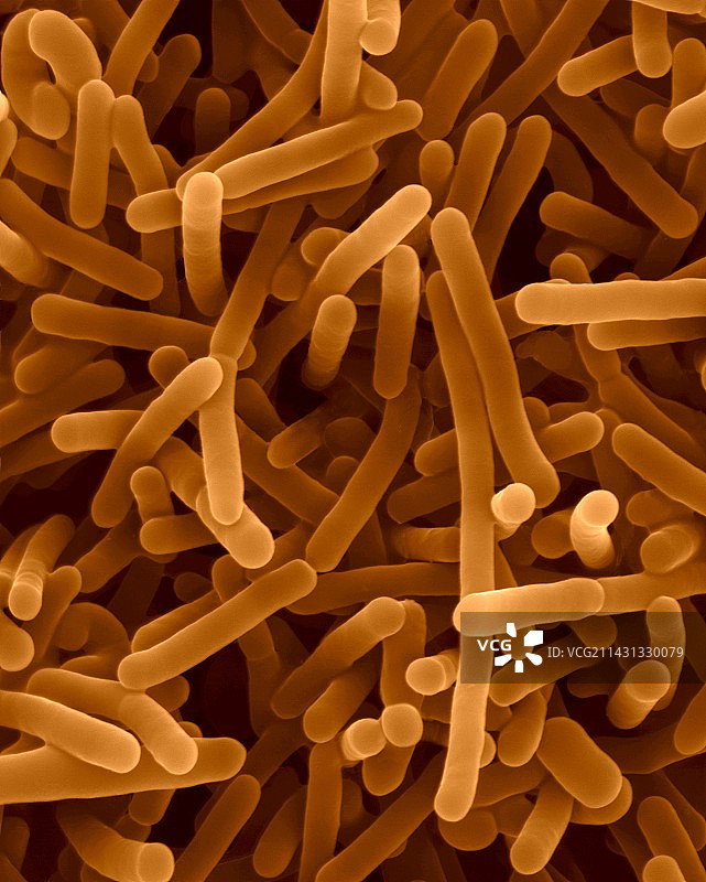 单增李斯特菌，细菌，扫描电子显微镜照片图片素材