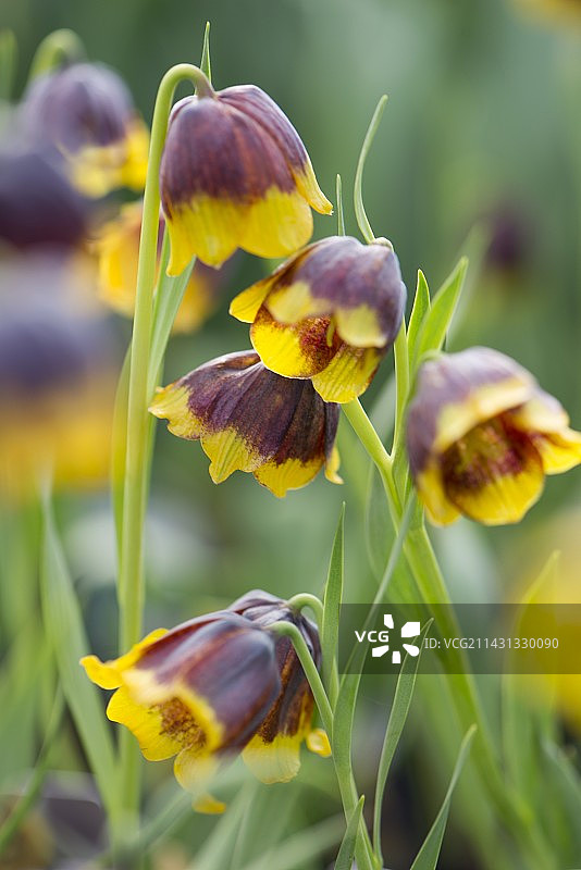 贝母花图片素材