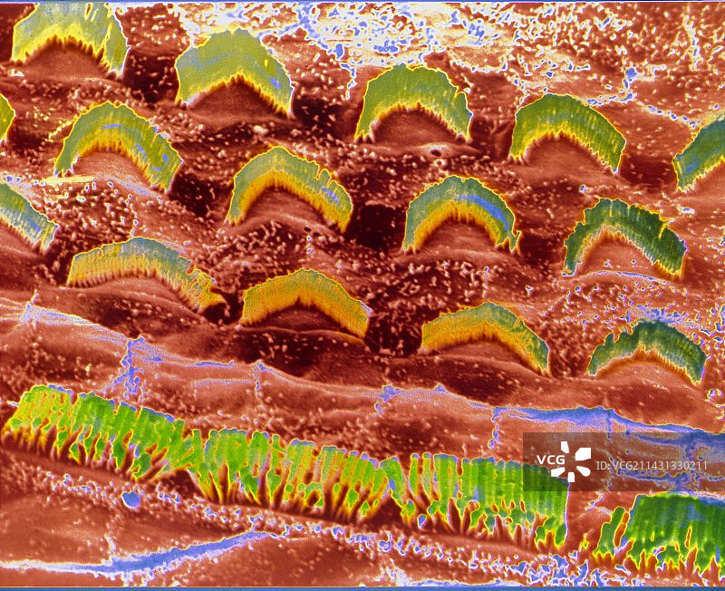 科尔蒂器的假彩色扫描电镜图图片素材