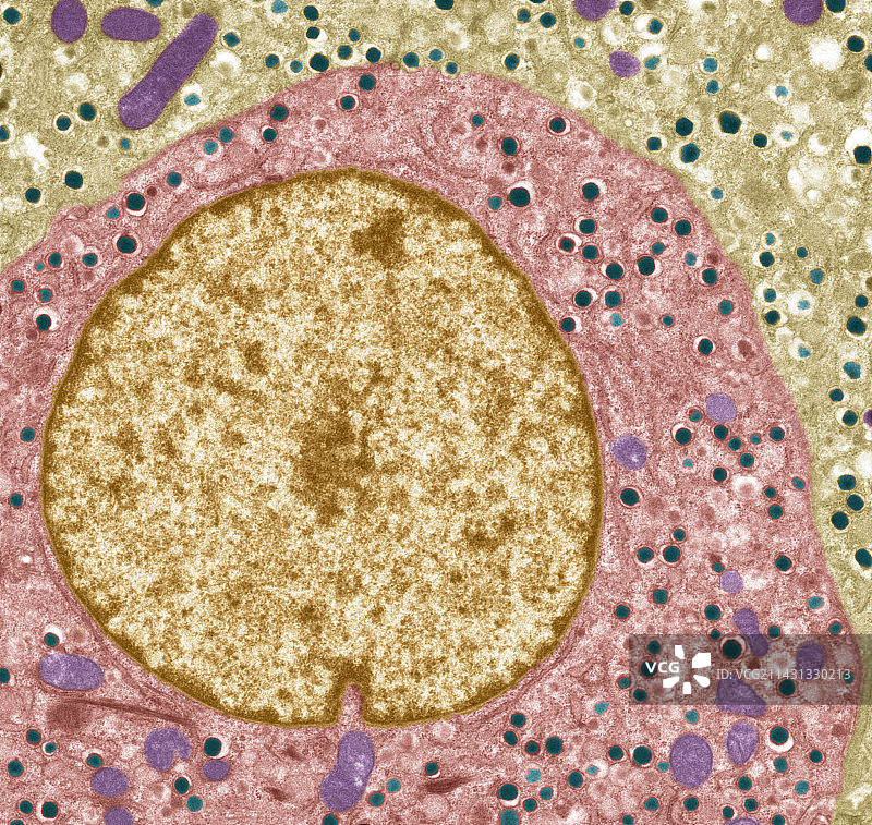 胰腺α细胞，透射电子显微镜图片素材