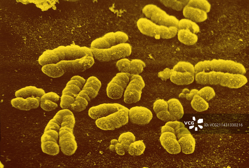 人类染色体图片素材