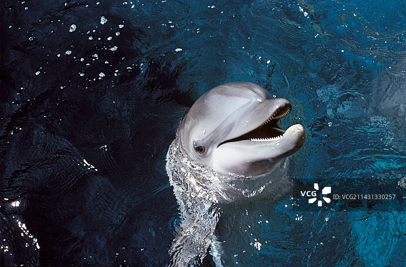 水族馆里的海豚图片素材