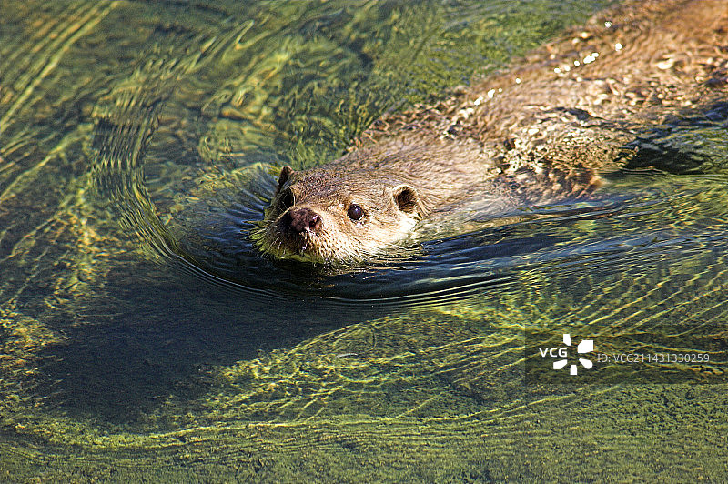 欧亚水獭图片素材