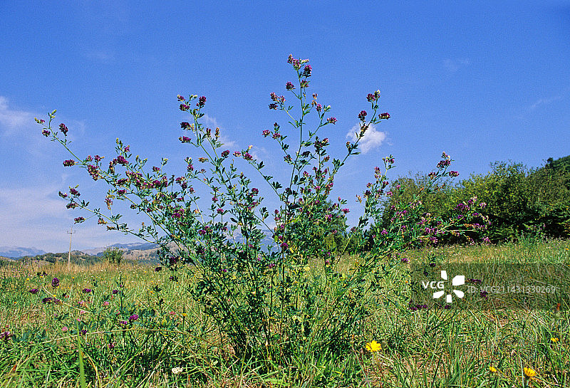 苜蓿（紫花苜蓿）图片素材