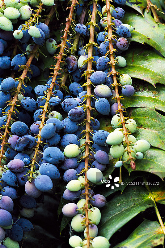 冬日阳光十大功劳图片素材
