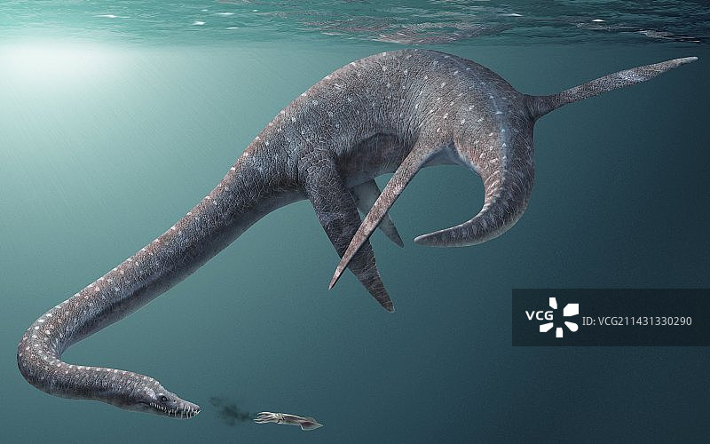 蛇颈龙已灭绝的海洋爬行动物图片素材