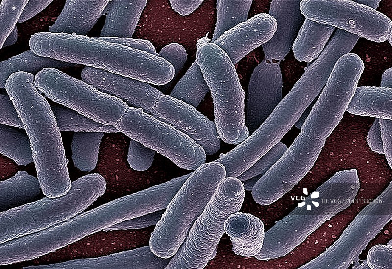大肠杆菌，扫描电镜图片素材