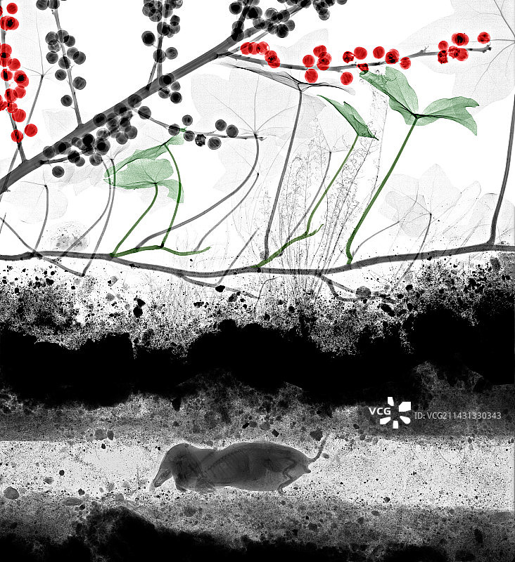 X光下的痣图片素材