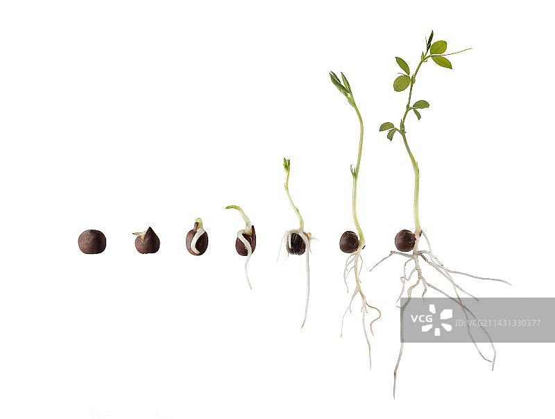 种子萌发序列图片素材