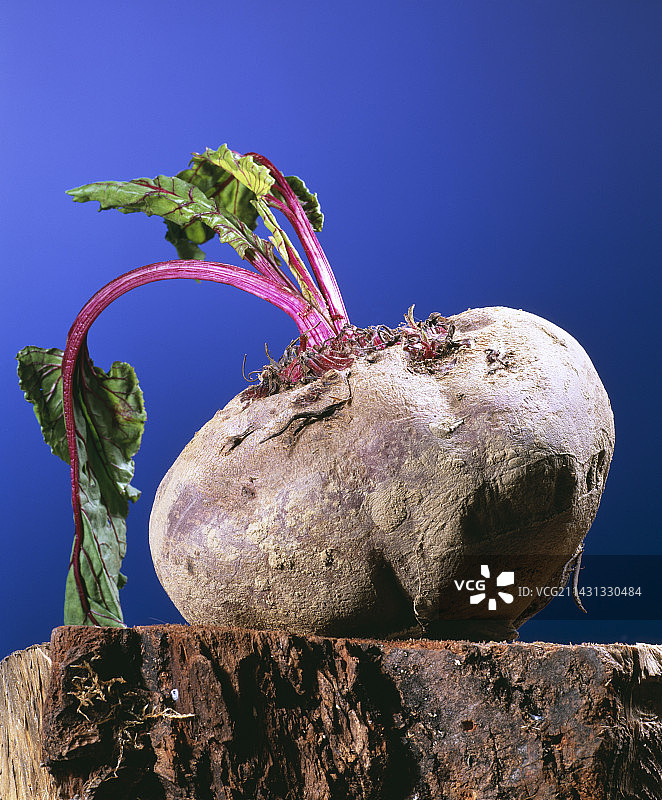 甜菜根图片素材