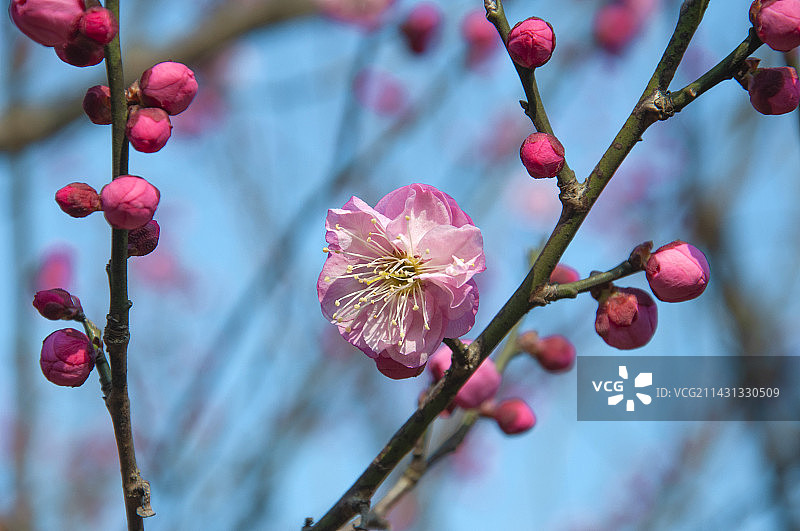 梅花图片素材