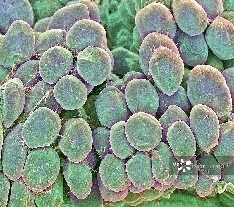 脂肪细胞，扫描电镜图片素材
