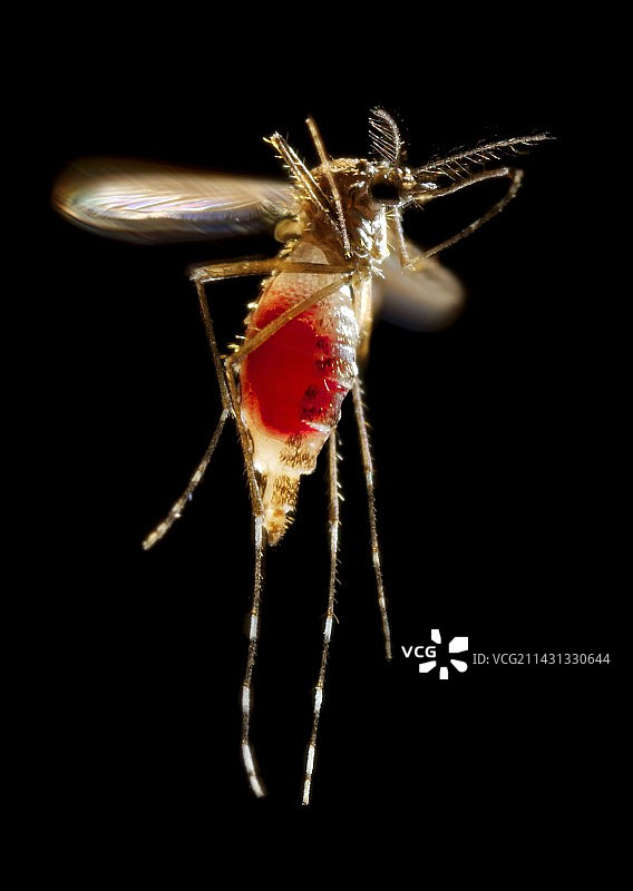 蚊子起飞图片素材