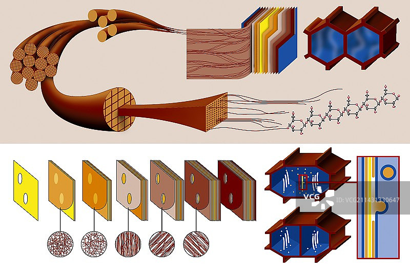 植物细胞壁图示图片素材
