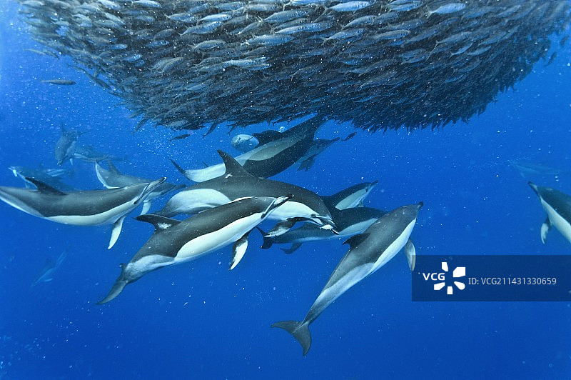 海豚捕食鲭鱼图片素材
