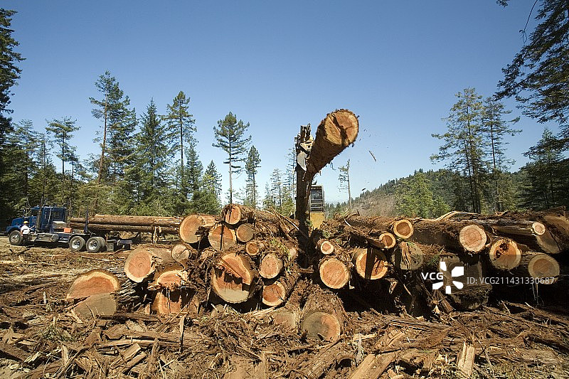 美国加利福尼亚州的红木砍伐图片素材