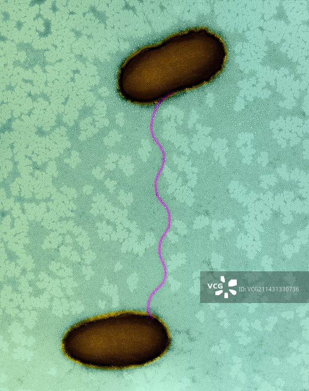 大肠杆菌结合，TEM图片素材