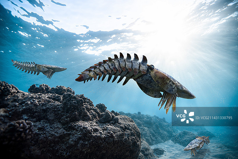 奇虾史前海洋节肢动物插画图片素材