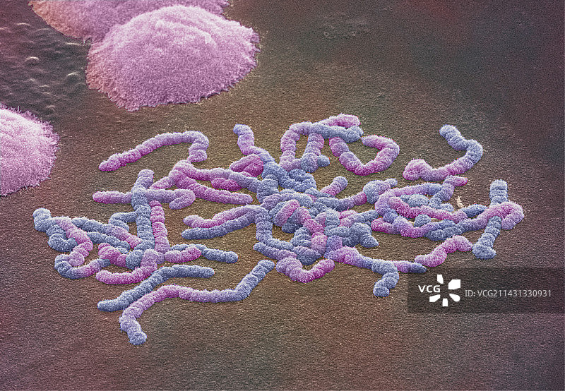 人类染色体，扫描电镜图图片素材
