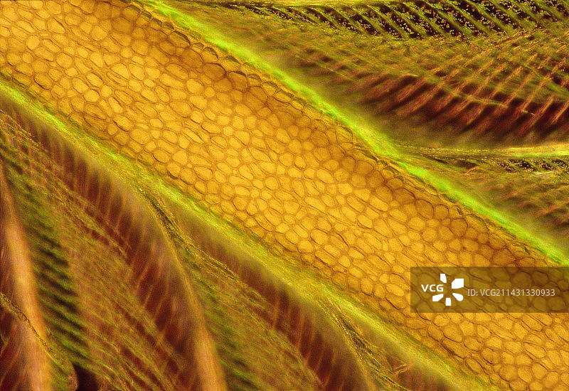 翠鸟羽毛的光学显微照片图片素材