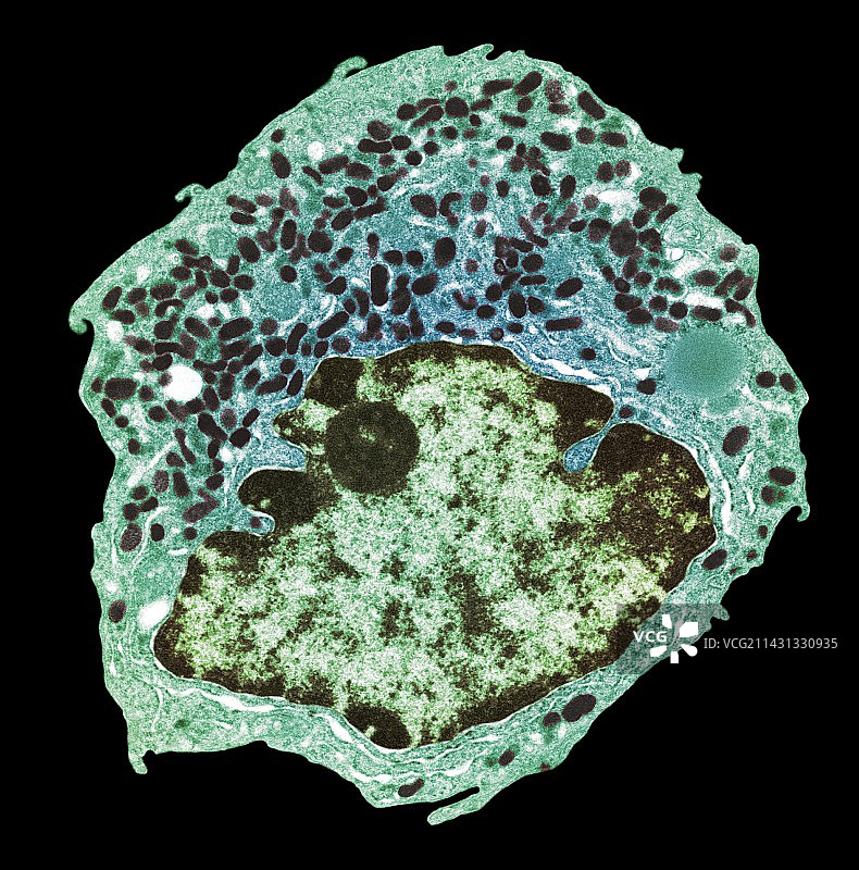 内分泌细胞，透射电镜图片素材