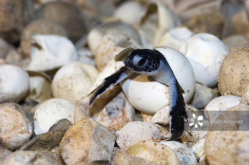 孵化中的绿海龟图片素材