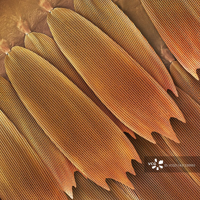 蝴蝶鳞片（艾加摩尔福蝶），扫描电镜图片素材