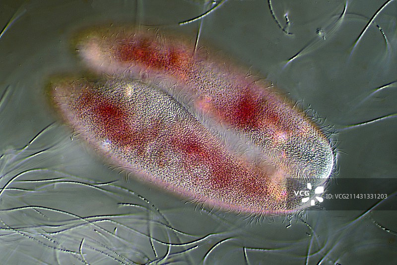 尾草履虫接合显微照片图片素材