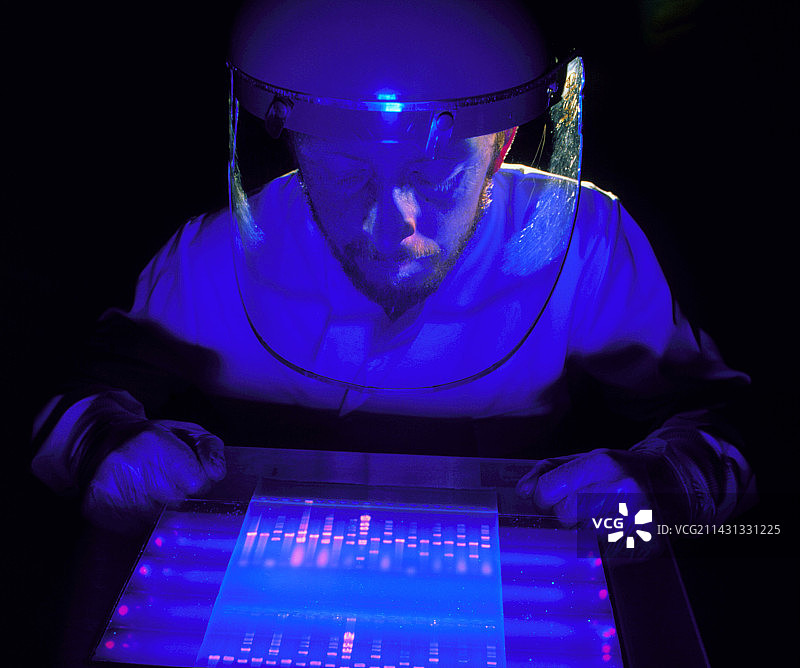 使用溴化乙锭染色DNA凝胶的科学家图片素材