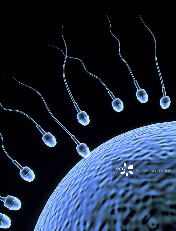 人类受精图片素材